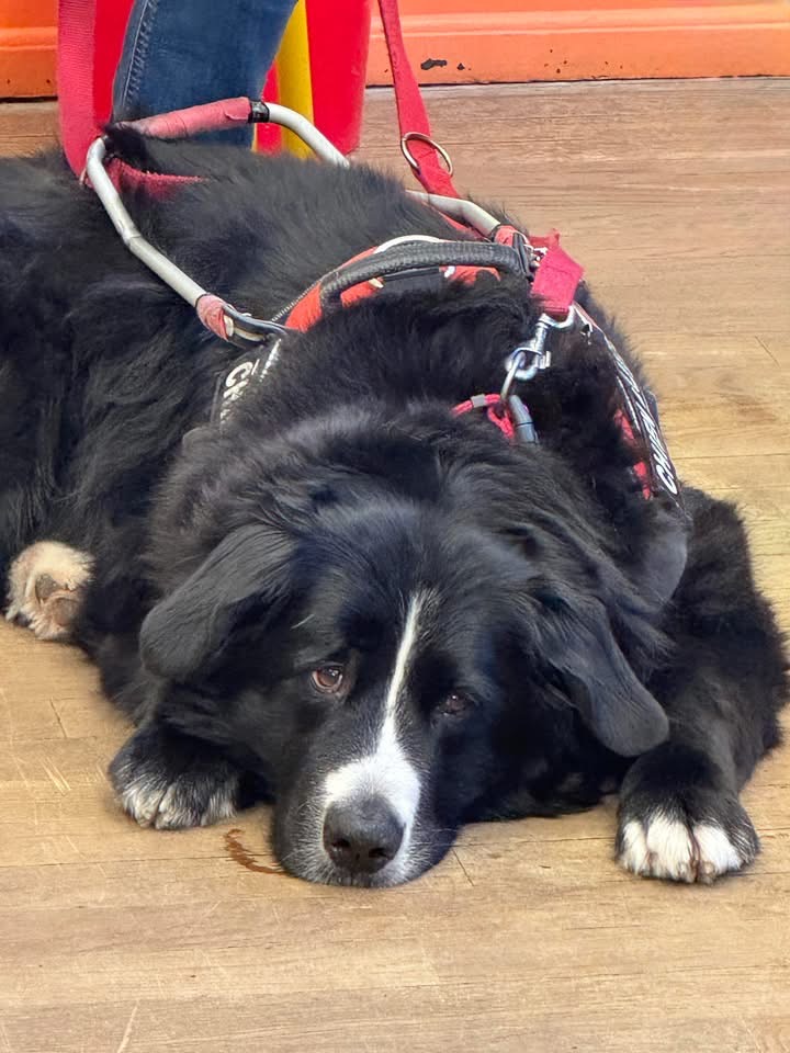 Otop couché aux pieds de Bastien